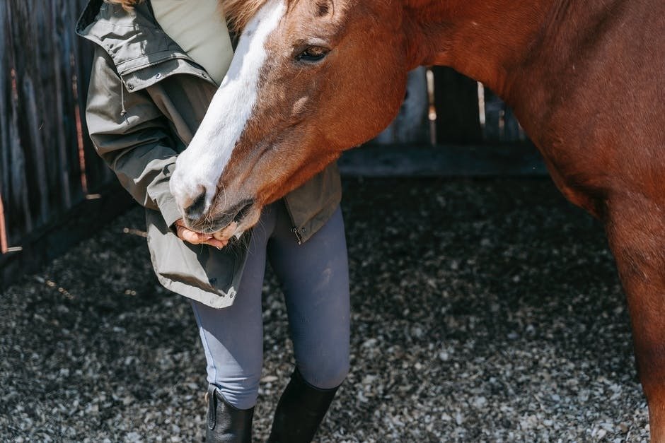 What Coping Skills Can Your Teen Learn Through Equine Therapy?