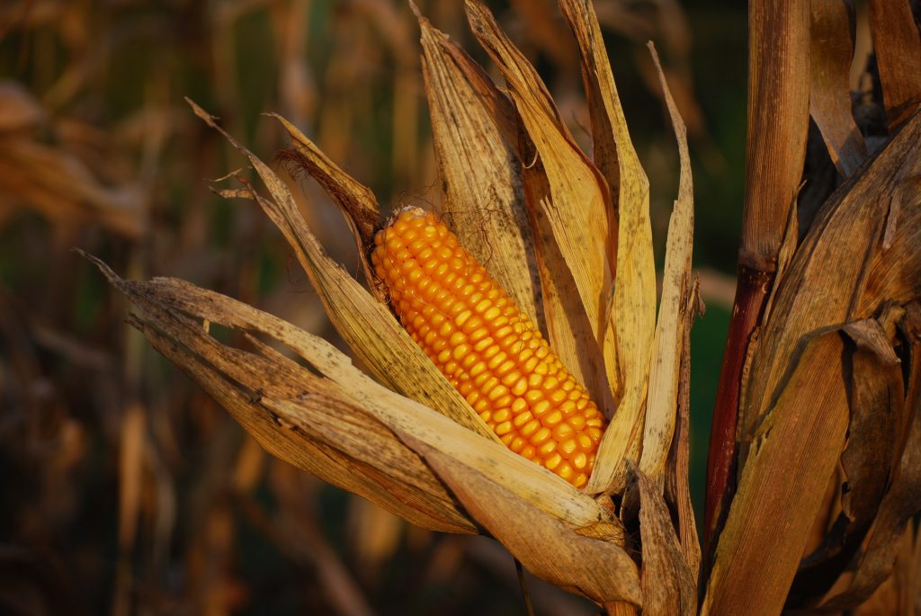 Husked corn