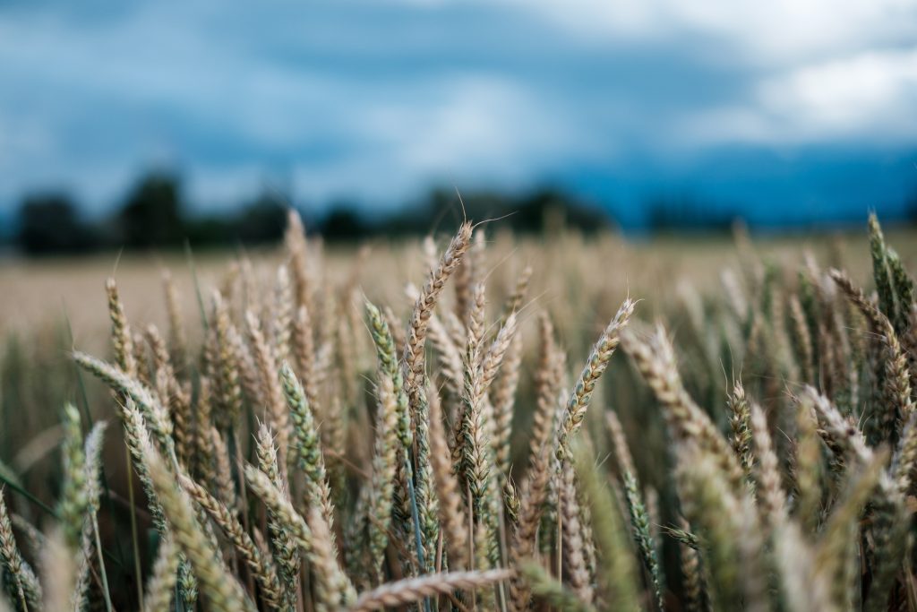 A close-up of golden wheat stalks under a dramatic sky. This serene, natural scene can represent growth, healing, and the nurturing environment often fostered in holistic or rural rehab centers.