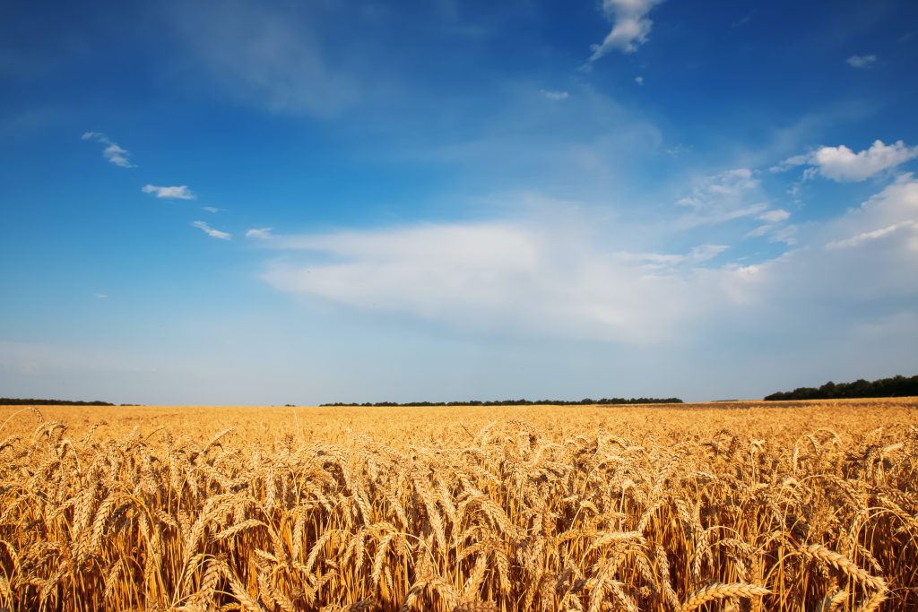 A wide golden wheat field under a bright blue sky with scattered clouds, symbolizing growth, renewal, and the peaceful rural environment often sought for healing and recovery in a rehab center setting.