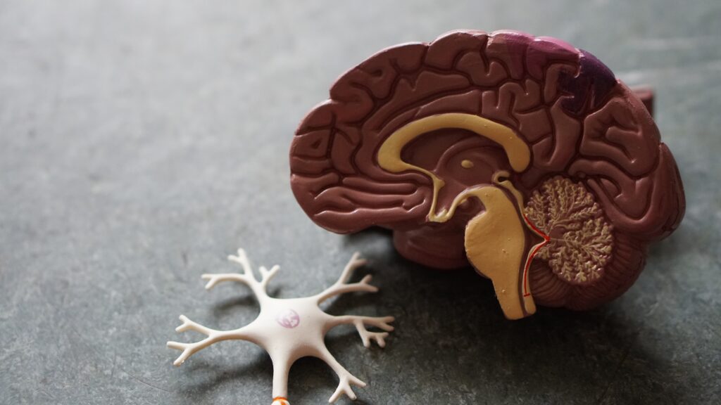 It is a model of the brain and how sensitive it is, so teens should avoid drugs at all costs. 