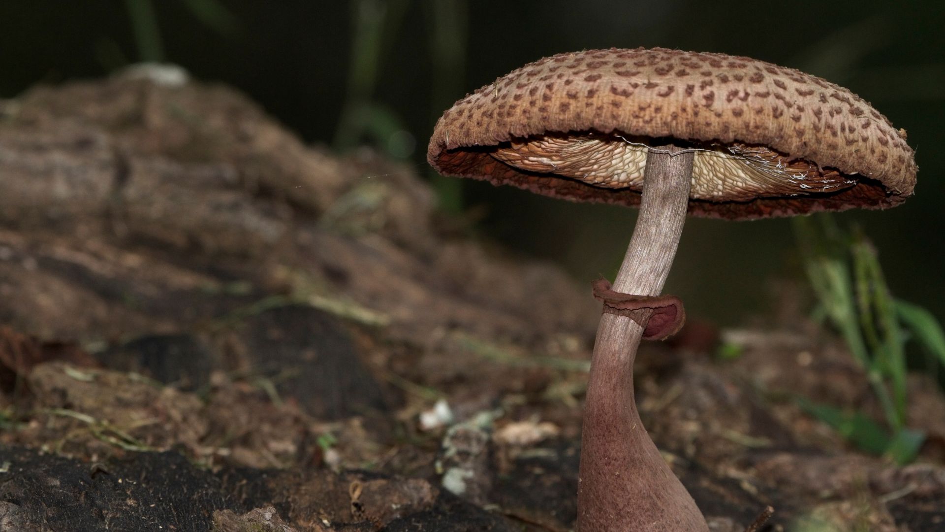 can you get addicted to mushroom