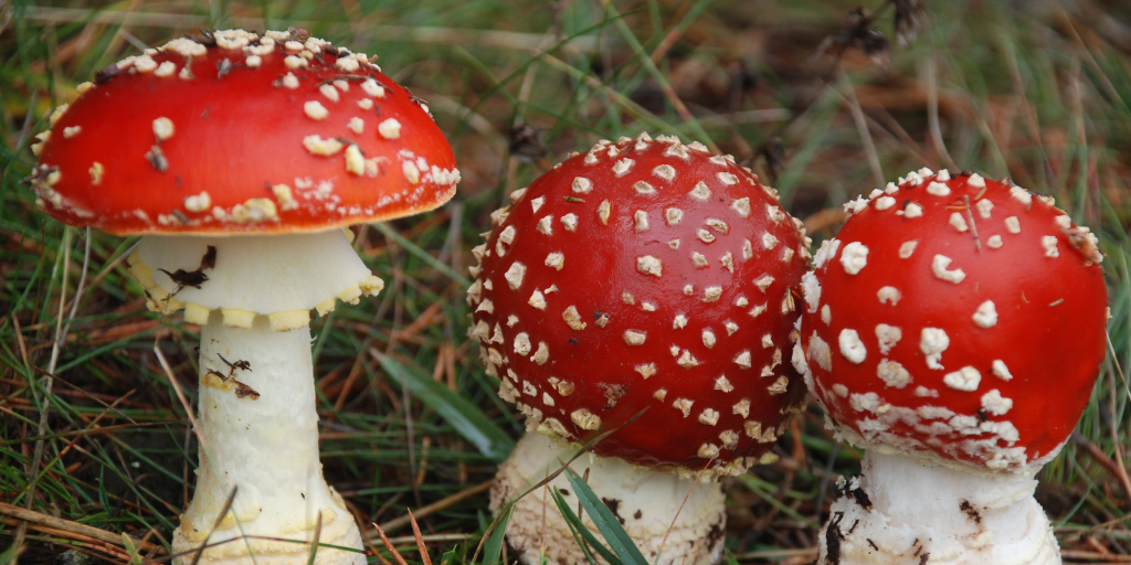 Amanita Mushroom Gummies_ Are “Legal Psychedelic” Edibles Safe for Teens_